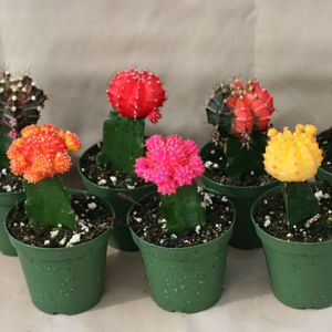 Grafted Color Top Assortment